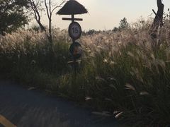 -泗洪洪泽湖湿地景区