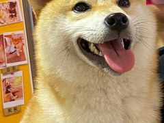 -南京Hallo宠物乐园·哈罗犬舍·柴犬繁育基地