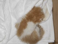 -瑞派福兴宠物医院犬猫全科·骨科·中西医结合(河东店)