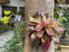 -深圳仙湖植物园