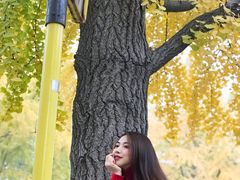 -三里屯东五街银杏大道