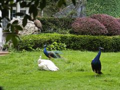 -J Create城市露营咖啡·简餐·宠物(上海动物园店)