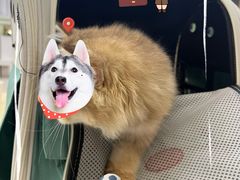 -瑞鹏宠物医院·骨科·猫科·内科(第一中心)