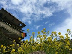 -枸杞岛