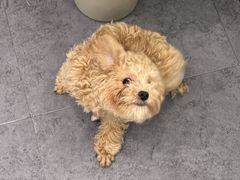 -有喵·猫咖·狗咖·40+猫狗有小奶狗(岗厦店)