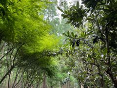 -东平国家森林公园