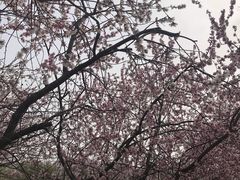 -桃花堤公园