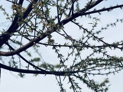 -桃花堤公园