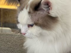 -平行世界·猫咖(首经贸店)