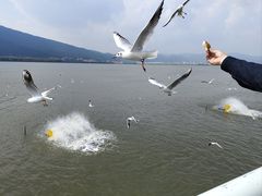 -海埂大坝