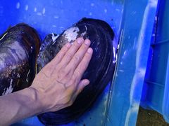 -八仔大富楼·河鲜(西江店)