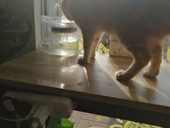 -平行世界·猫咖(首经贸店)