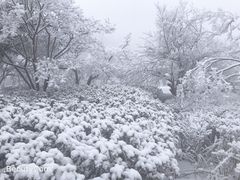 -江南天池