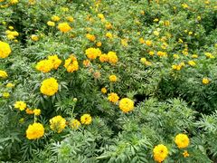 -清芳源牛排火锅