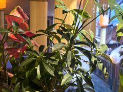 -叶叶菩提(太原别墅店)