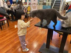 -猫小院猫主题咖啡厅(北锣店)