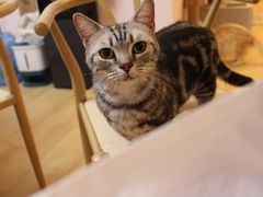 -猫咪派对(江南西店)