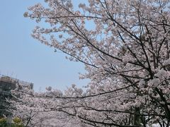 -高东镇樱花园