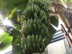 -呀路古热带植物园