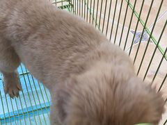 -Let's go狗咖·猫咖·奶狗·桌游(春熙路IFS店)