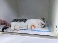 -宠颐生动物医院·心脏科·保险定点(锦阳分院)