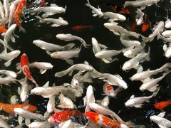 -南宫五洲植物乐园