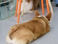 -我爱猫咪·猫咖·狗咖·安哥拉兔·羊驼咖(小寨华旗店)