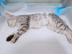 -灵美宠物诊所