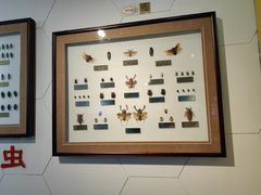 -上海昆虫博物馆