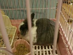 -藦茜花园宠物主题亲子互动体验馆(国顺东路店)
