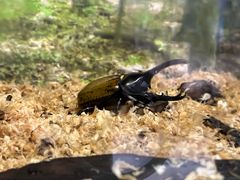 -上海大自然野生昆虫馆