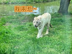 -上海野生动物园