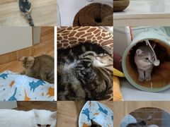 -COLOR PETS 撸猫馆·购猫·猫咖(长风大悦城店)