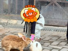 -灵玲国际马戏城