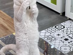 -青奢宠物·青奢猫舍