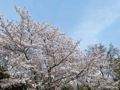 -顾村公园