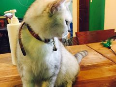 -李小姐の猫咖啡馆(五角场店)