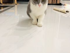 -东方名猫馆·英短金渐层布偶猫舍(环线广场1号楼店)