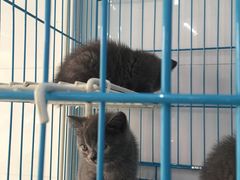 -艾吉宠物医院·疑难杂症转诊中心·猫友好(碧江路院)