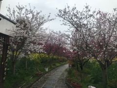 -南汇桃花村