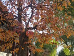 -张掖大佛寺景区