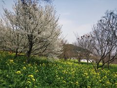 -苏州上方山国家森林公园