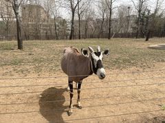 -大连森林动物园