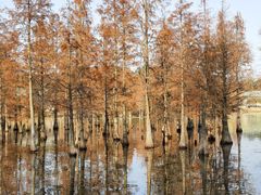 -白鹭湾湿地公园