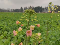 -中国天府农业博览园