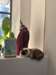 -Sugar苏格婚礼策划工作室