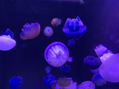 -成都浩海立方海洋公园