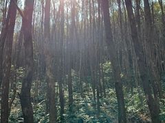 -青龙山国家森林公园