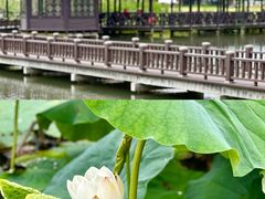 -梁鸿国家湿地公园