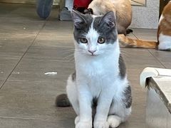 -飞行喵MR PILOT|猫舍·猫咖(静安大融城店)